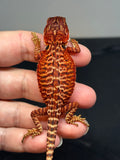 RM729; male, leatherback, 50% red Monster, 50% possible het Albino, possible het hypo