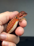 RM729; male, leatherback, 50% red Monster, 50% possible het Albino, possible het hypo
