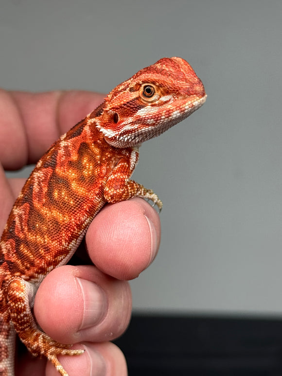 RM384 female, 50% Red Monster, het hypo, leatherback