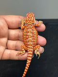 RM731, male, hypo, 50% Red Monster