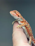 RM731, male, hypo, 50% Red Monster