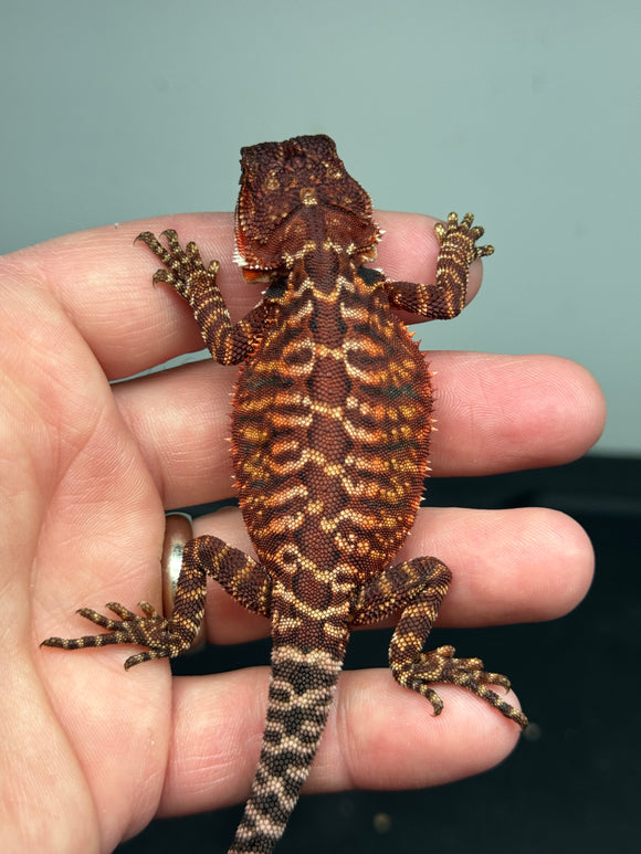 RM391 male, 100% Red Monster, het hypo, leatgerback