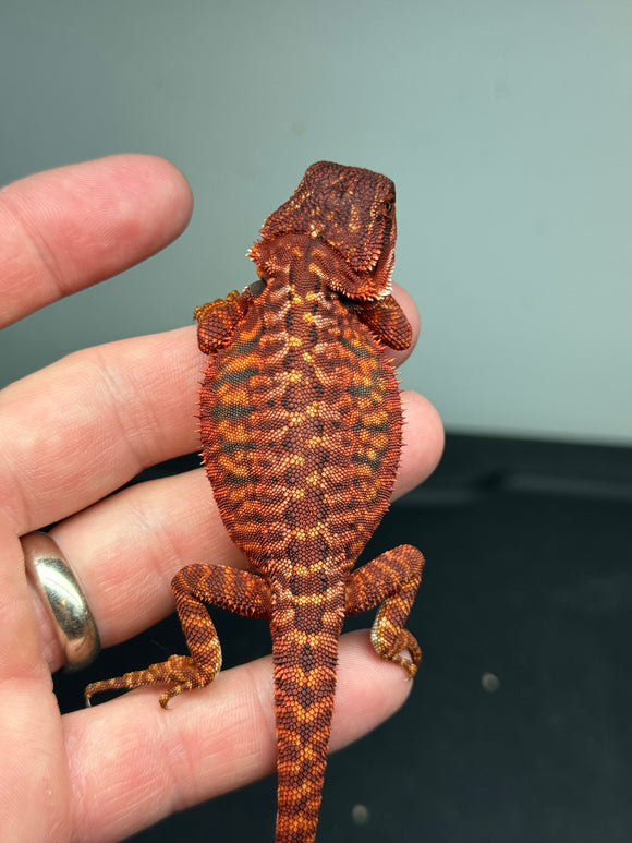 RM392 male, 100% Red Monster, het hypo, leatherback