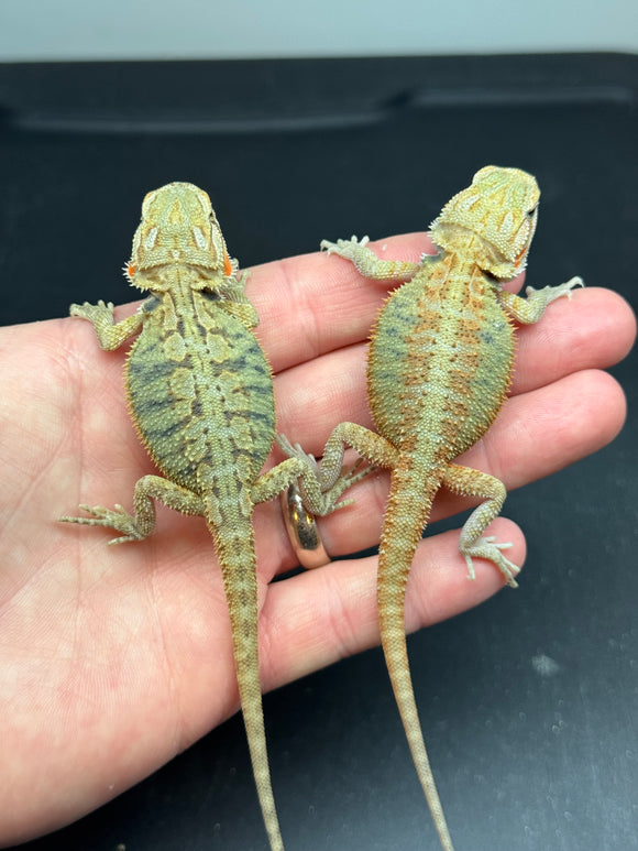 Hypo, Trans, Bearded Dragons