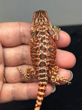 RM732, male, 50% Red Monster, possible het hypo
