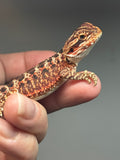 RM732, male, 50% Red Monster, possible het hypo