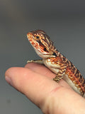 RM732, male, 50% Red Monster, possible het hypo