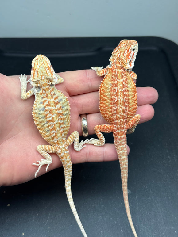 Hypo, leatherback, bearded dragons