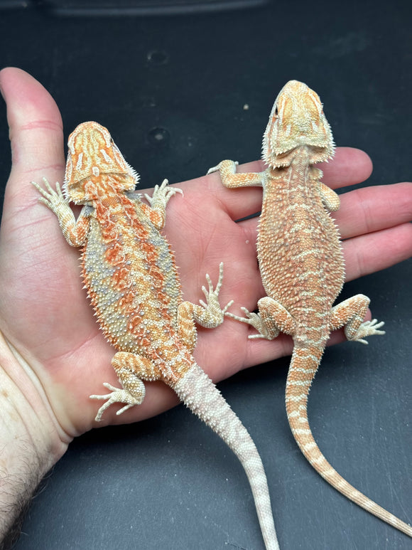 Hypo, bearded dragons