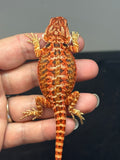 RM734, female, 50% Red Monster, possible het hypo