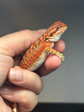 RM734, female, 50% Red Monster, possible het hypo