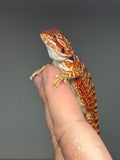 RM734, female, 50% Red Monster, possible het hypo