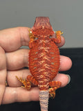 RM735, female, 50% Red Monster, 50% possible het Albino, 50% possible het hypo