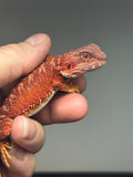 RM735, female, 50% Red Monster, 50% possible het Albino, 50% possible het hypo