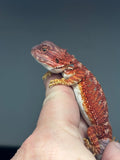 RM735, female, 50% Red Monster, 50% possible het Albino, 50% possible het hypo