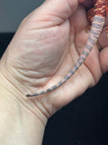 RM735, female, 50% Red Monster, 50% possible het Albino, 50% possible het hypo