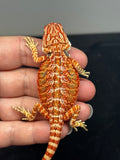 RM736, female, hypo, 50% Red Monster