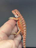 RM736, female, hypo, 50% Red Monster