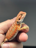 RM736, female, hypo, 50% Red Monster