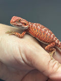 RM737, female, hypo, 50% Red Monster