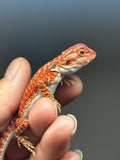 RM737, female, hypo, 50% Red Monster