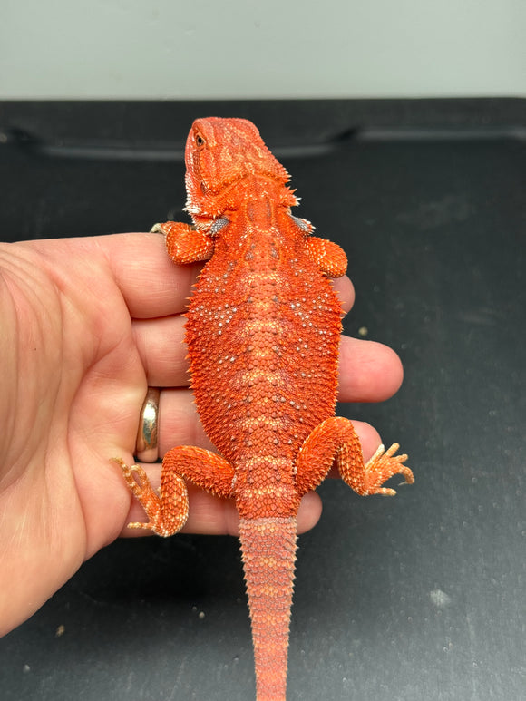 RM393 male, 50% red monster, hypo