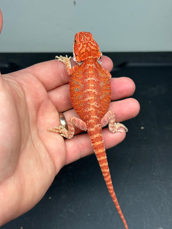 RM394 female, 50% red monster, hypo