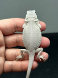 Zero bearded dragon (white) for sale, back view.
