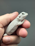Zero bearded dragon (white) for sale, right view.