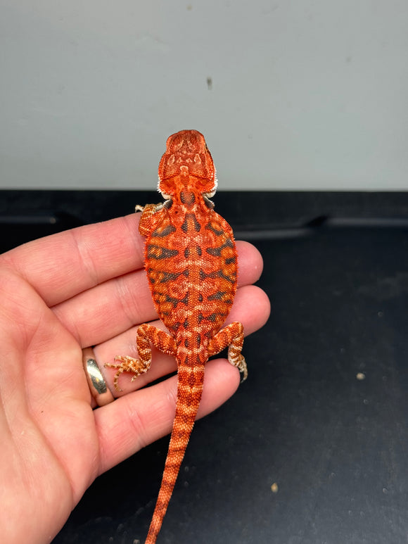 RM395 female, 50% red Monster, het hypo, tiger, leatherback