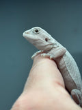 Zero bearded dragon (white) for sale, left view.