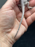 Zero bearded dragon (white) for sale, tail view.