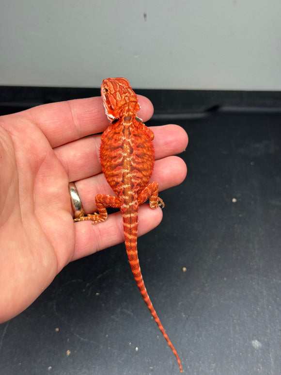 RM396 male, 50% Red Monster, het hypo, leatherback