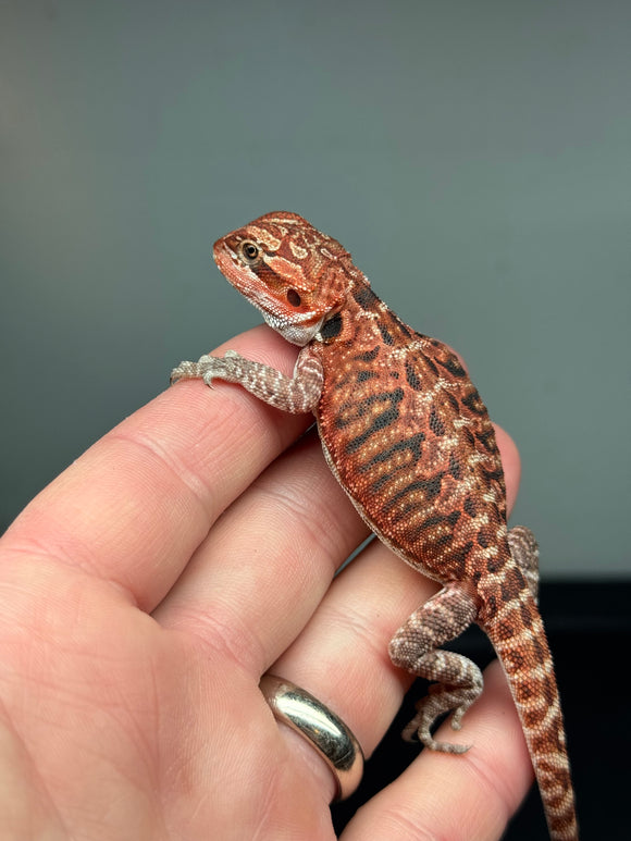 RM397 female, 50% Red Monster, het hypo, tiger, leatherback