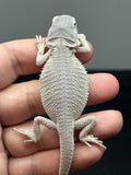 #1386, male, hypo, Zero, possible het wits/trans