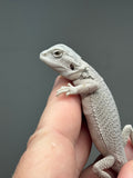 #1386, male, hypo, Zero, possible het wits/trans