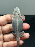 #1388,female, hypo, trans, Zero, possible het wits