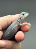 #1388,female, hypo, trans, Zero, possible het wits