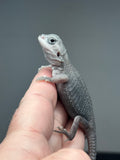 #1388,female, hypo, trans, Zero, possible het wits