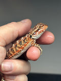 RM738, male, 50% Red Monster, possible het hypo