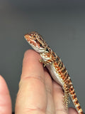 RM738, male, 50% Red Monster, possible het hypo