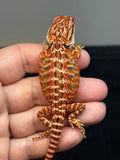 RM739, male, 50% Red Monster, possible het hypo