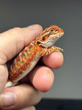 RM739, male, 50% Red Monster, possible het hypo
