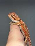 RM739, male, 50% Red Monster, possible het hypo