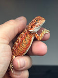 RM740, female, 50% red monster, possible het hypo