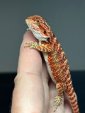 RM740, female, 50% red monster, possible het hypo