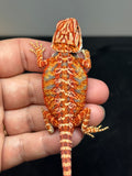 RM741, male, hypo, 50% Red Monster
