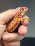 RM741, male, hypo, 50% Red Monster