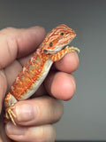 RM742, male, hypo, 50% red monster