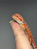 RM742, male, hypo, 50% red monster